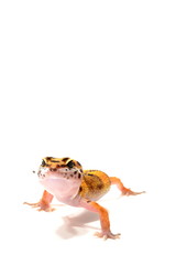 レオパードゲッコー