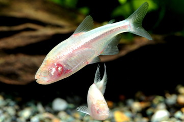 Obraz premium ブラインドケープカラシン