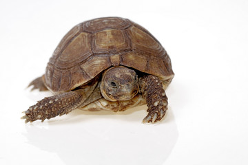 turtle dwells