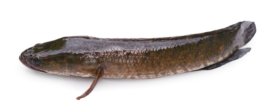 Giant snake head fish on white background