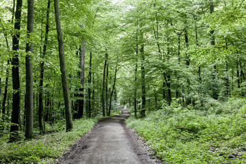 way through the green forest