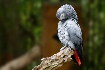 Crédence de cuisine en verre imprimé Perroquet African gray parrot