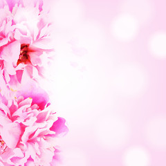 Fototapeta premium Granica Z Piwonią