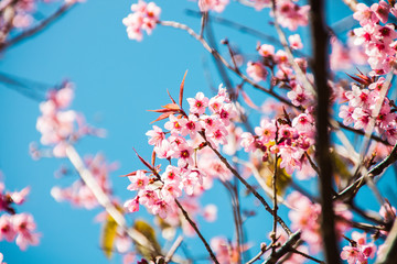 Beautiful flowering Japanese cherry - Sakura.