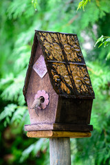 Wren returning to the nest