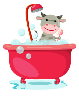 bathing cute cow