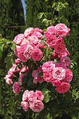 Beautiful pink roses in garden