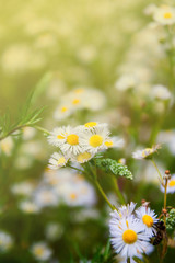 Spring background with field of little chamomile flowers
