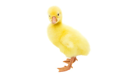 little gosling isolated