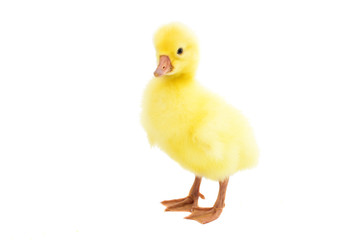 little gosling isolated