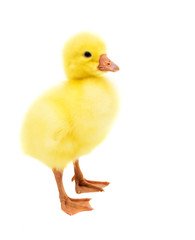 little gosling isolated