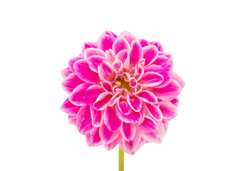 pink dahlia