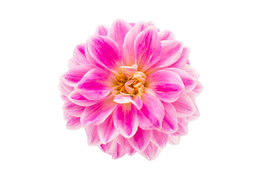 pink dahlia