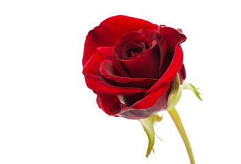 red rose isolated