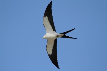 Swallow-tailed Kite