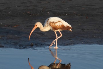 Juvenile White Ibis (Eudocimus albus)