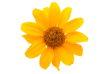 yellow flower isolated