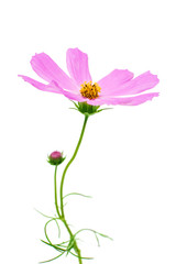 Pink cosmos flower isolated