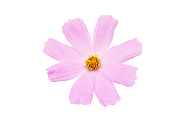 Pink cosmos flower isolated