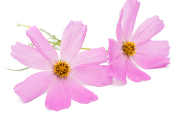Fototapeta premium Pink cosmos flower isolated