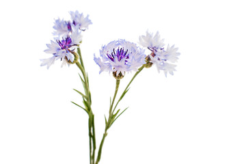 knapweed flower