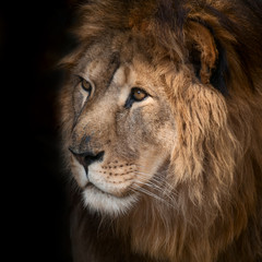Beautiful lion on a black background.