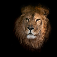 Fototapeta na wymiar Beautiful lion on a black background.