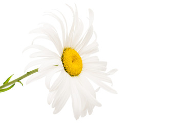 daisy isolated