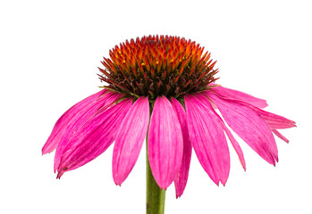 echinacea flower isolated - obrazy, fototapety, plakaty