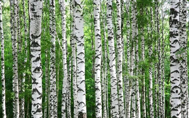 Foto op Plexiglas Stammen van berkenbomen in de zomer © Elena Kovaleva