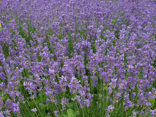 Naklejka premium Lavender flowers