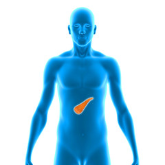 Pancreas