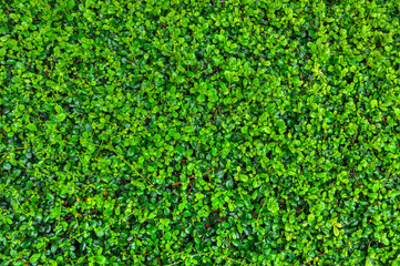 Carmona retusa tree for background