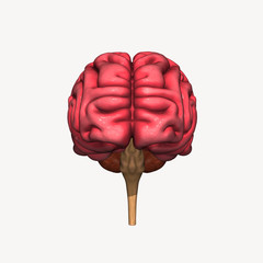 Human Brain