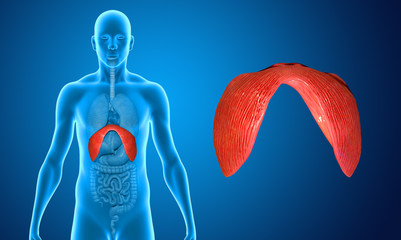 Diaphragm