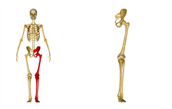 Skeleton left leg