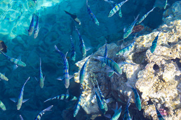 underwater world of the sea