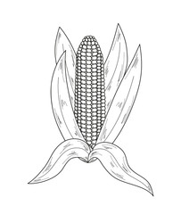 sketch, corn