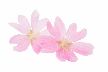 Naklejka na ściany i meble pink flower