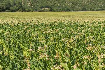 tobacco field