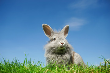 Kaninchen sitzt im Gras