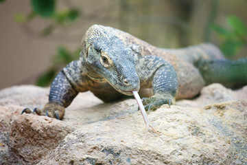 Komodo dragon on a rock