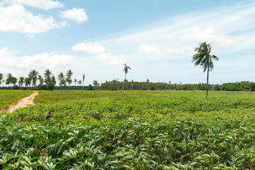 Fototapeta na wymiar a field of cassava plant in Thailand