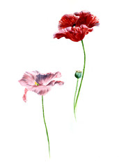 red poppy and pink poppy, watercolor on white background