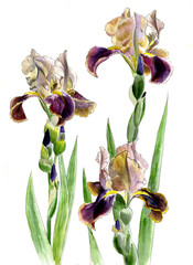 three purple-yellow iris on stems with buds isolated on a white