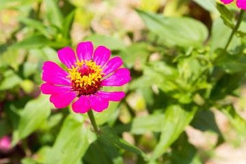 Obraz premium Flowers at sunrise