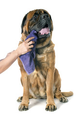 Obraz premium mastiff
