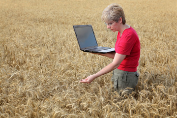 Naklejka na ściany i meble Agriculture, agronomist examine wheat field using laptop