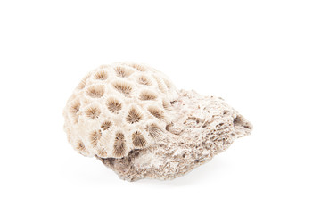 White coral isolated on a white background