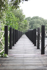 Mangrove forest wooden walkway.